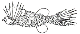 Mirapinna esau_claves_01.jpg